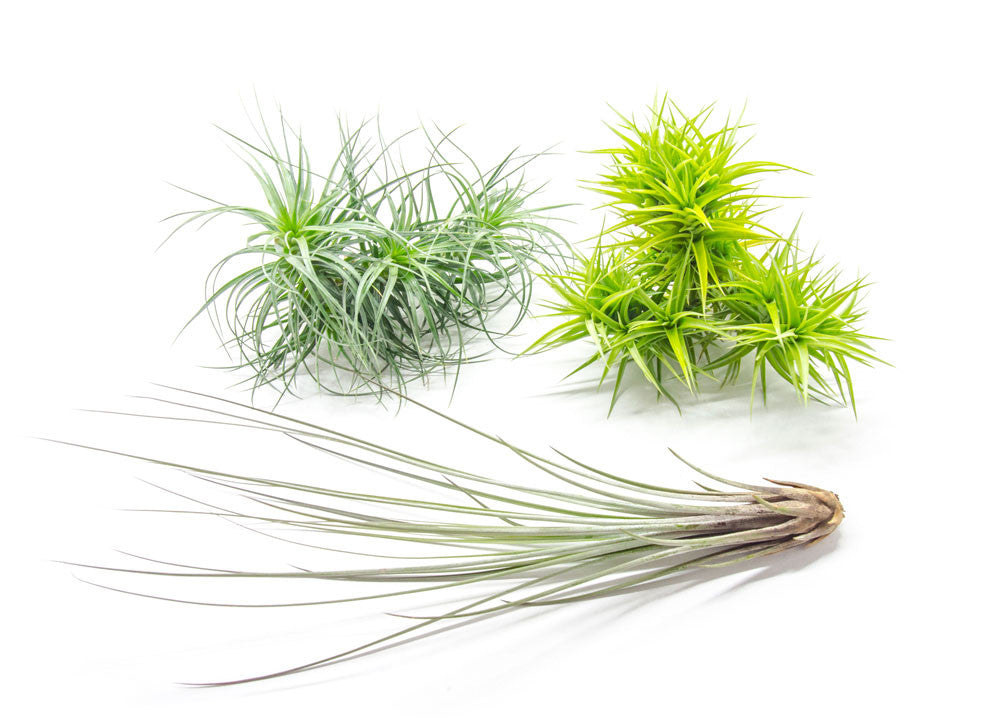 different species of air plants Extra Large Air Plants - Variety Pack
