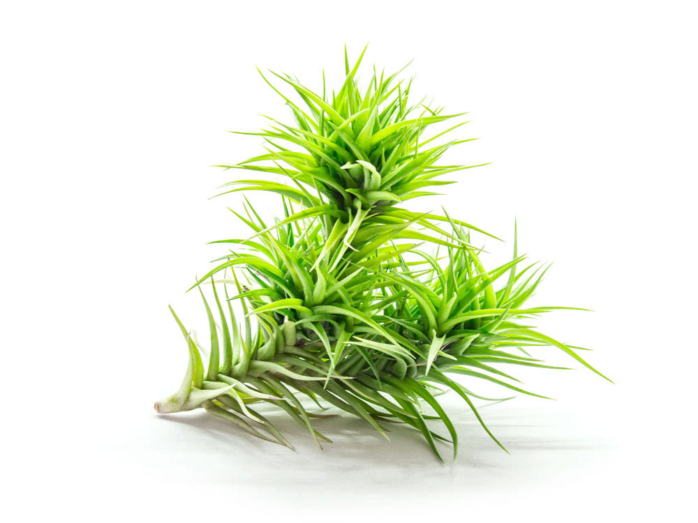 Extra Large Air Plants - Variety Pack