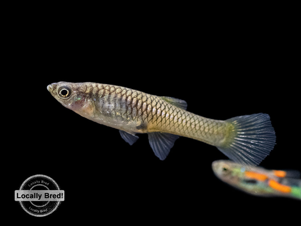 Assorted Endler's Livebearer (Poecilia wingei), USA BRED!