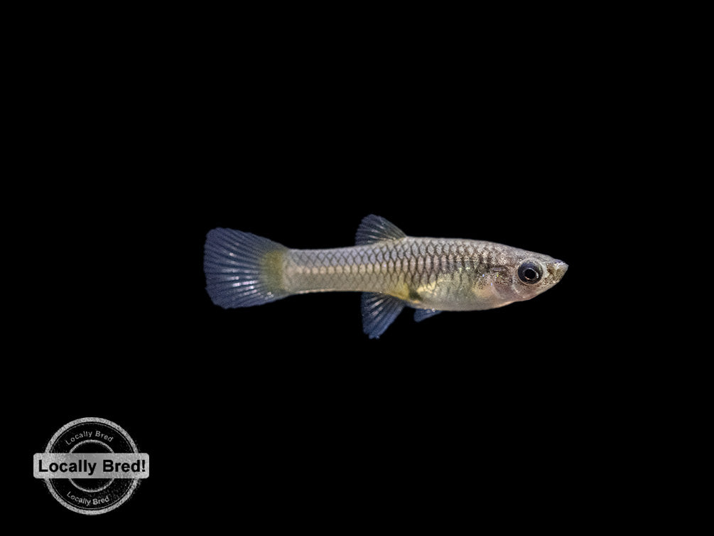 Assorted Endler's Livebearer (Poecilia wingei), USA BRED!