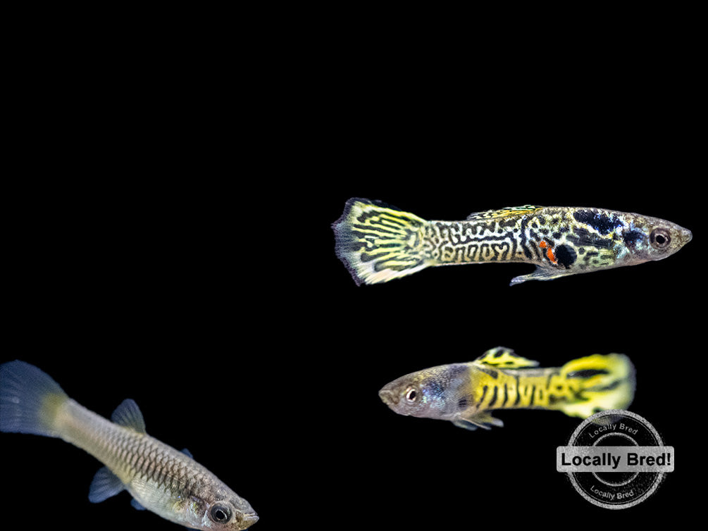 Assorted Endler's Livebearer (Poecilia wingei), USA BRED!