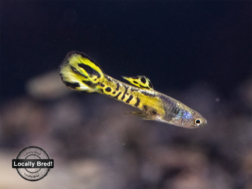 Assorted Endler's Livebearer (Poecilia wingei), USA BRED!