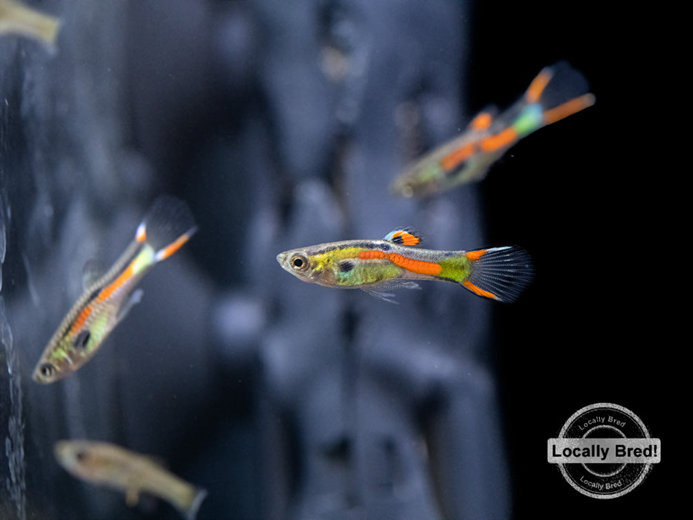 Assorted Endler's Livebearer (Poecilia wingei), USA BRED!