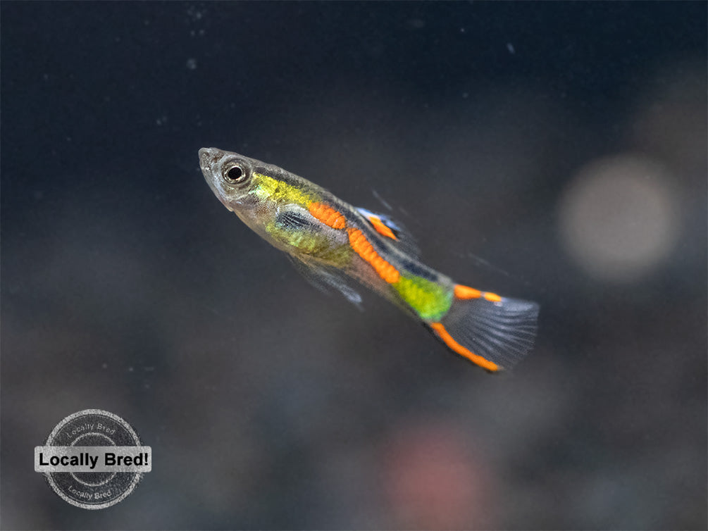 Assorted Endler's Livebearer (Poecilia wingei), USA BRED!