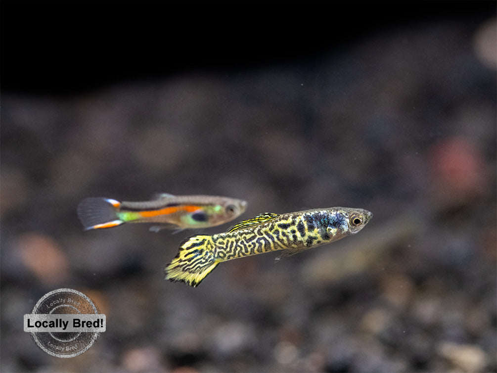 Assorted Endler's Livebearer (Poecilia wingei), USA BRED!