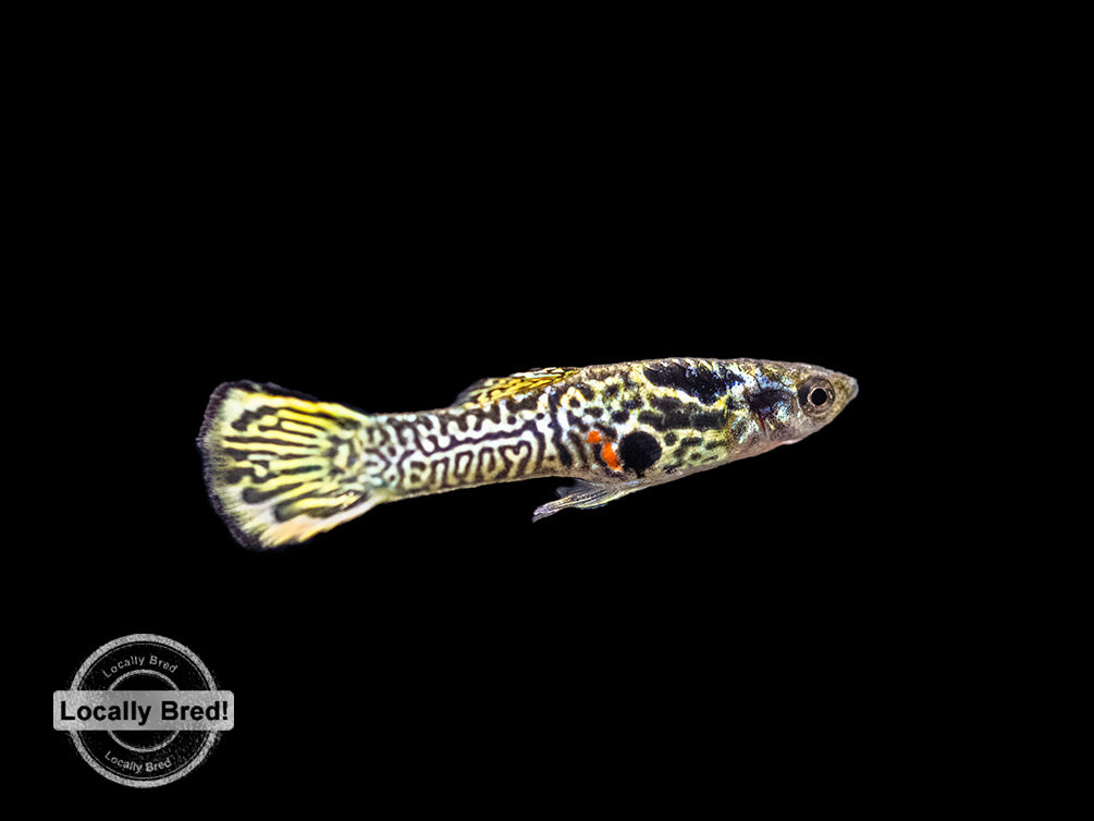 Assorted Endler's Livebearer (Poecilia wingei), USA BRED!