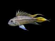 freshwater cichlid fish species 