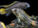 yellow freshwater cichlid type 