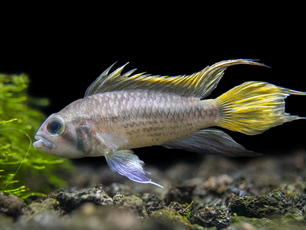 small south american cichlid in freshwater aquarium 