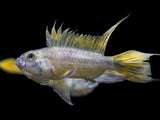 beautiful yellow cichlid for sale 