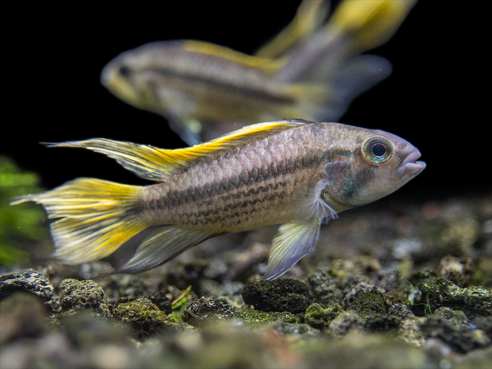 View of Dwarf Cichlids – Page 2 – Aquatic Arts