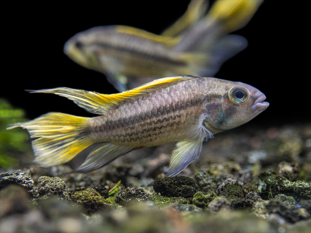 aquatic arts freshwater cichlid