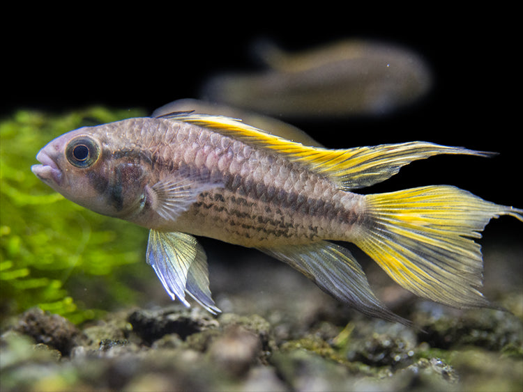 freshwater cichlid tank 