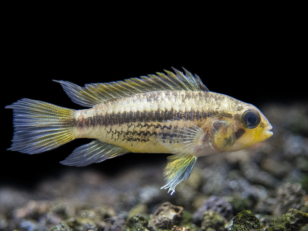 freshwater aquarium fish cichlid 