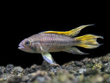 male freshwater cichlid fish for sale 