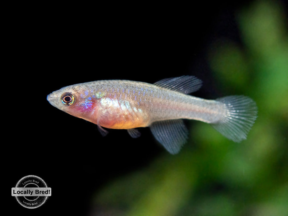 Yellow Korthaus Killifish (Nothobranchius korthausae), Locally Bred!