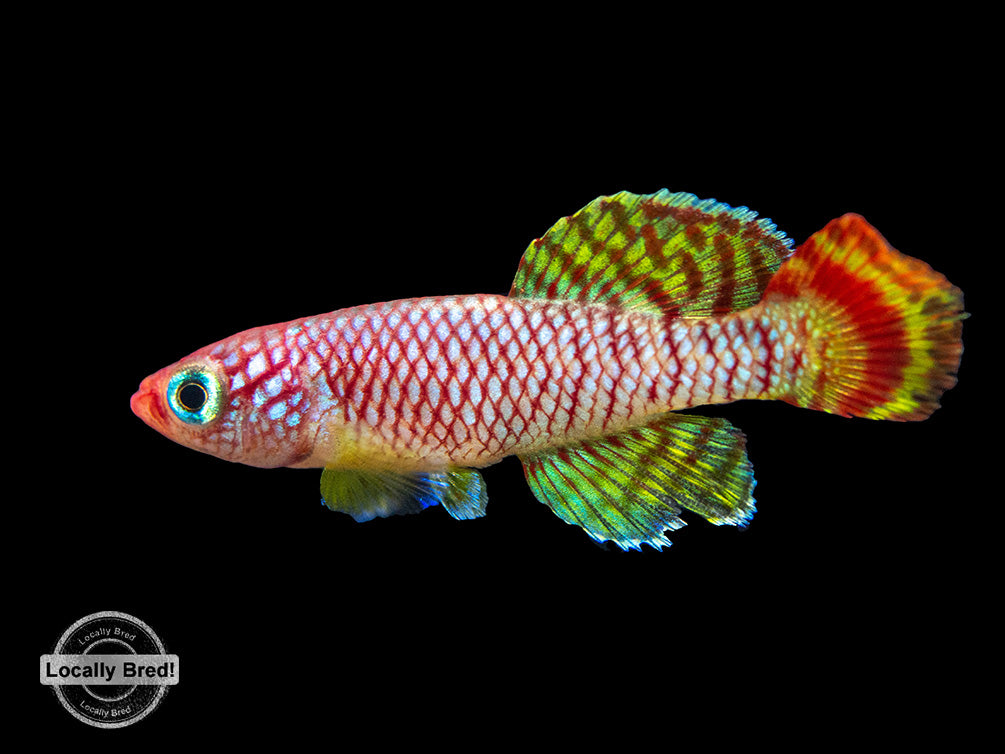 Yellow Korthaus Killifish (Nothobranchius korthausae), Locally Bred!