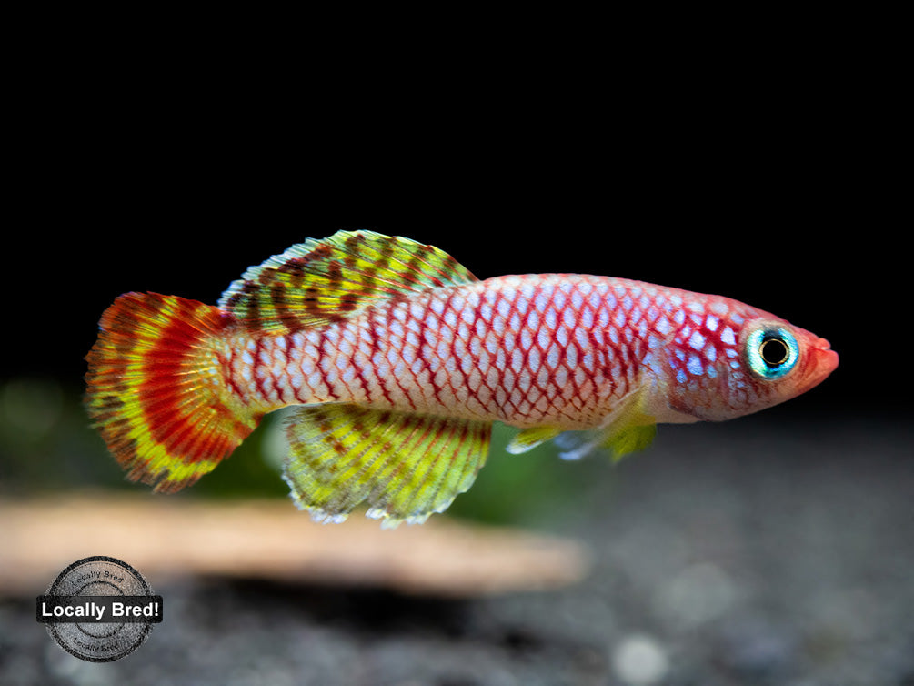 Yellow Korthaus Killifish (Nothobranchius korthausae), Locally Bred!