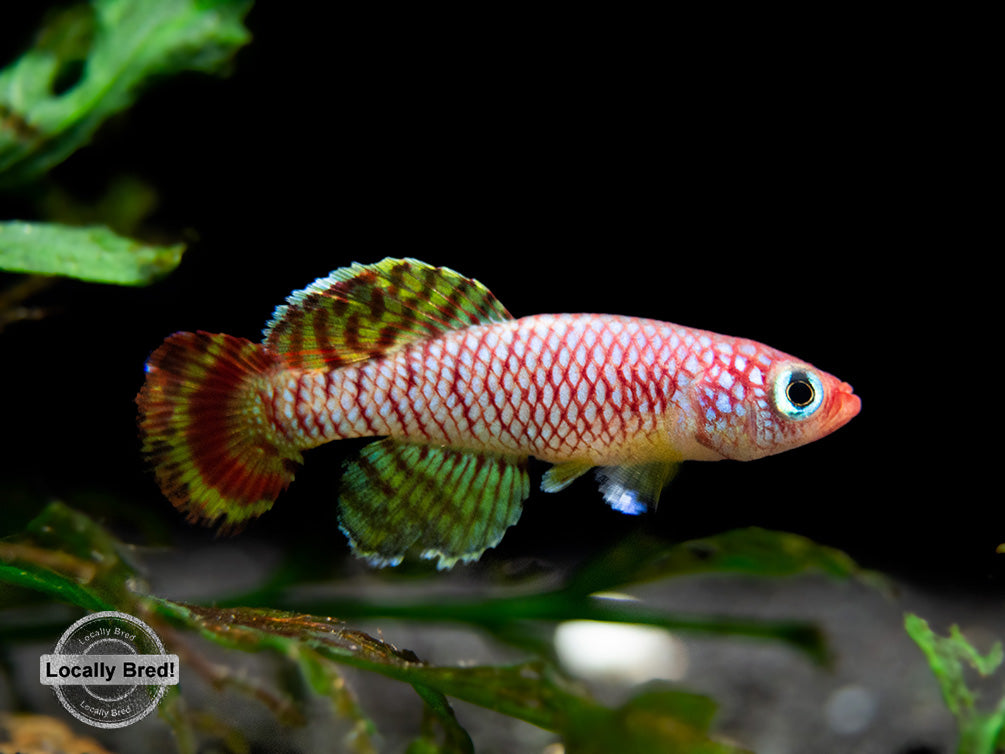 Yellow Korthaus Killifish (Nothobranchius korthausae), Locally Bred!