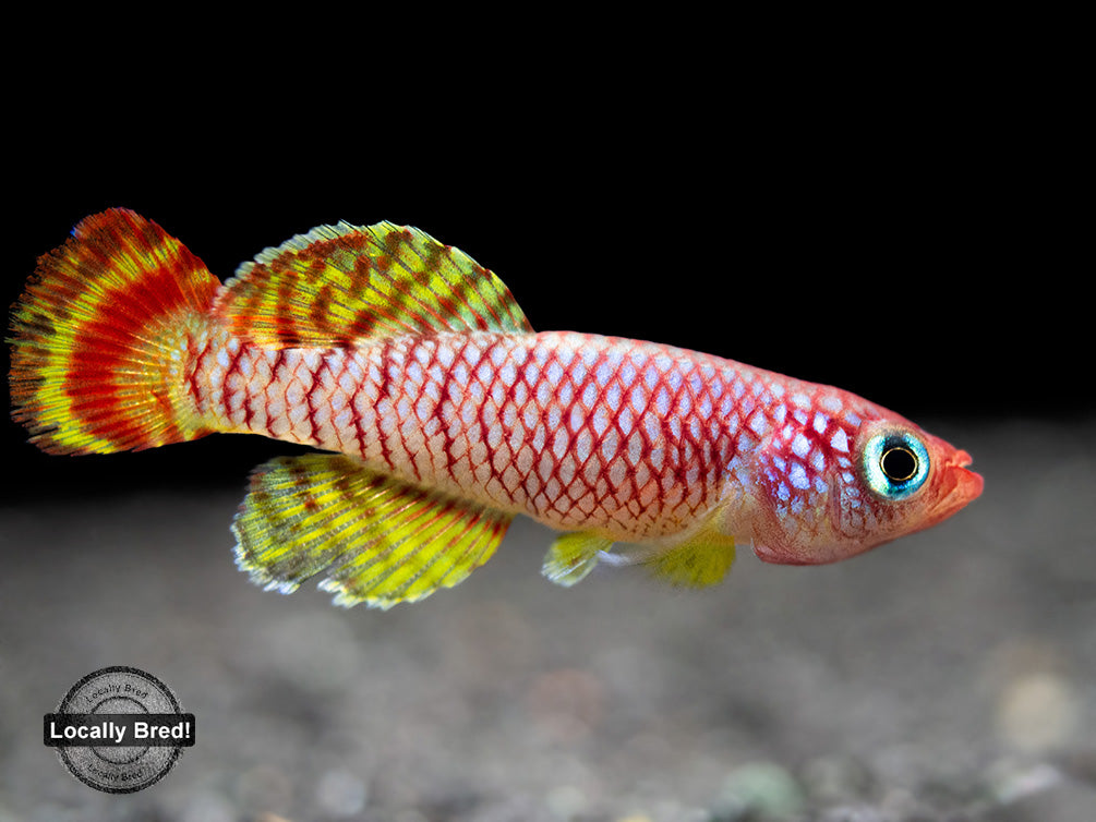 Yellow Korthaus Killifish (Nothobranchius korthausae), Locally Bred!