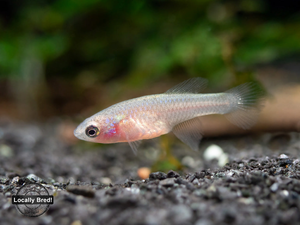 Yellow Korthaus Killifish (Nothobranchius korthausae), Locally Bred!