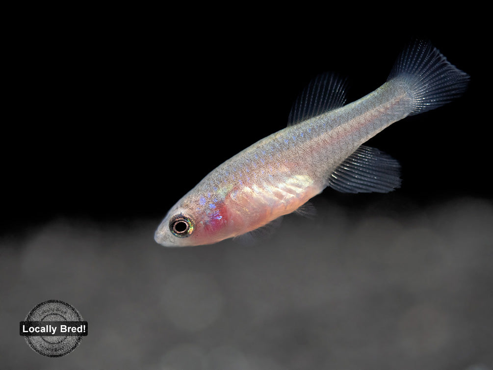 Yellow Korthaus Killifish (Nothobranchius korthausae), Locally Bred!