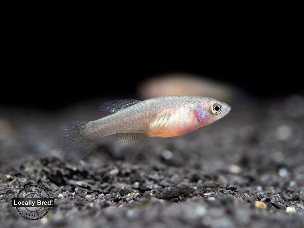 Yellow Korthaus Killifish (Nothobranchius korthausae), Locally Bred!