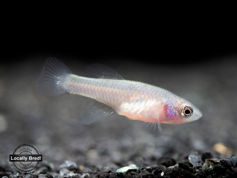 Yellow Korthaus Killifish (Nothobranchius korthausae), Locally Bred!