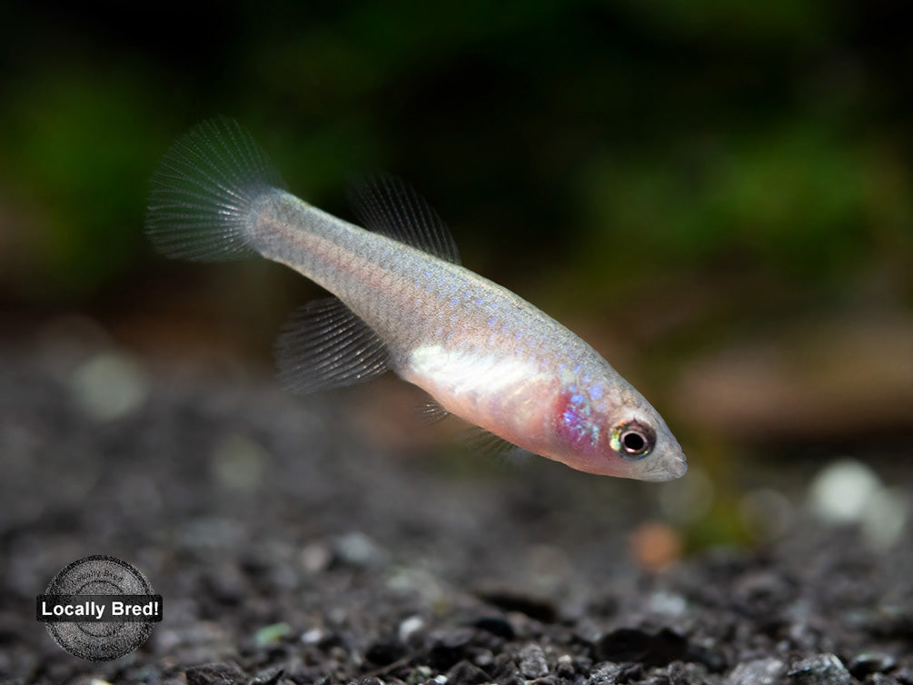 Yellow Korthaus Killifish (Nothobranchius korthausae), Locally Bred!