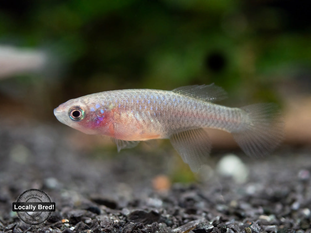 Yellow Korthaus Killifish (Nothobranchius korthausae), Locally Bred!