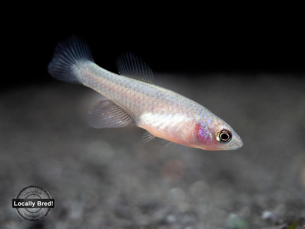 Yellow Korthaus Killifish (Nothobranchius korthausae), Locally Bred!