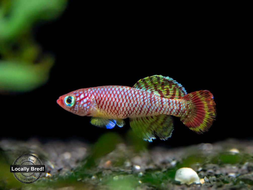 Yellow Korthaus Killifish (Nothobranchius korthausae), Locally Bred!