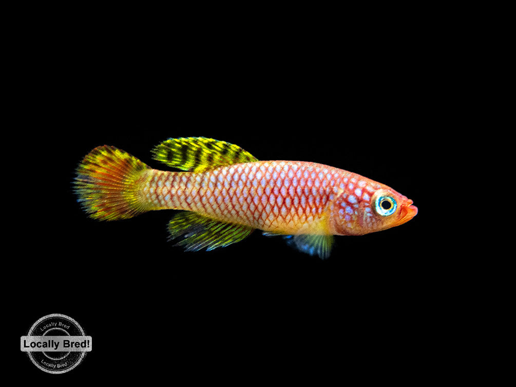 Yellow Korthaus Killifish (Nothobranchius korthausae), Locally Bred!