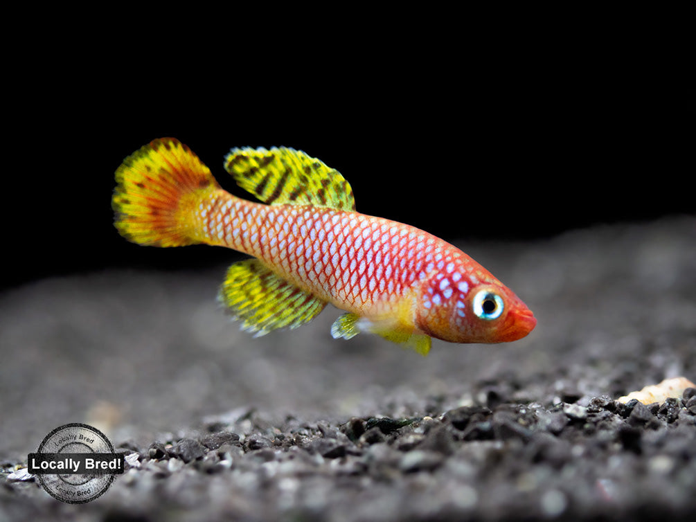 Yellow Korthaus Killifish (Nothobranchius korthausae), Locally Bred!