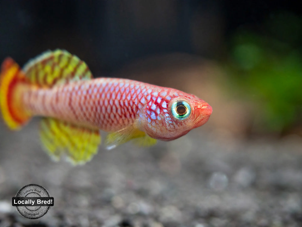 Yellow Korthaus Killifish (Nothobranchius korthausae), Locally Bred!