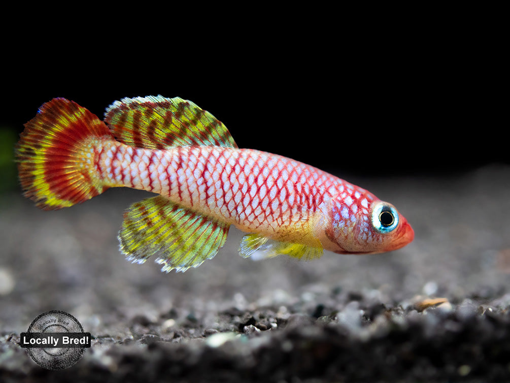 Yellow Korthaus Killifish (Nothobranchius korthausae), Locally Bred!