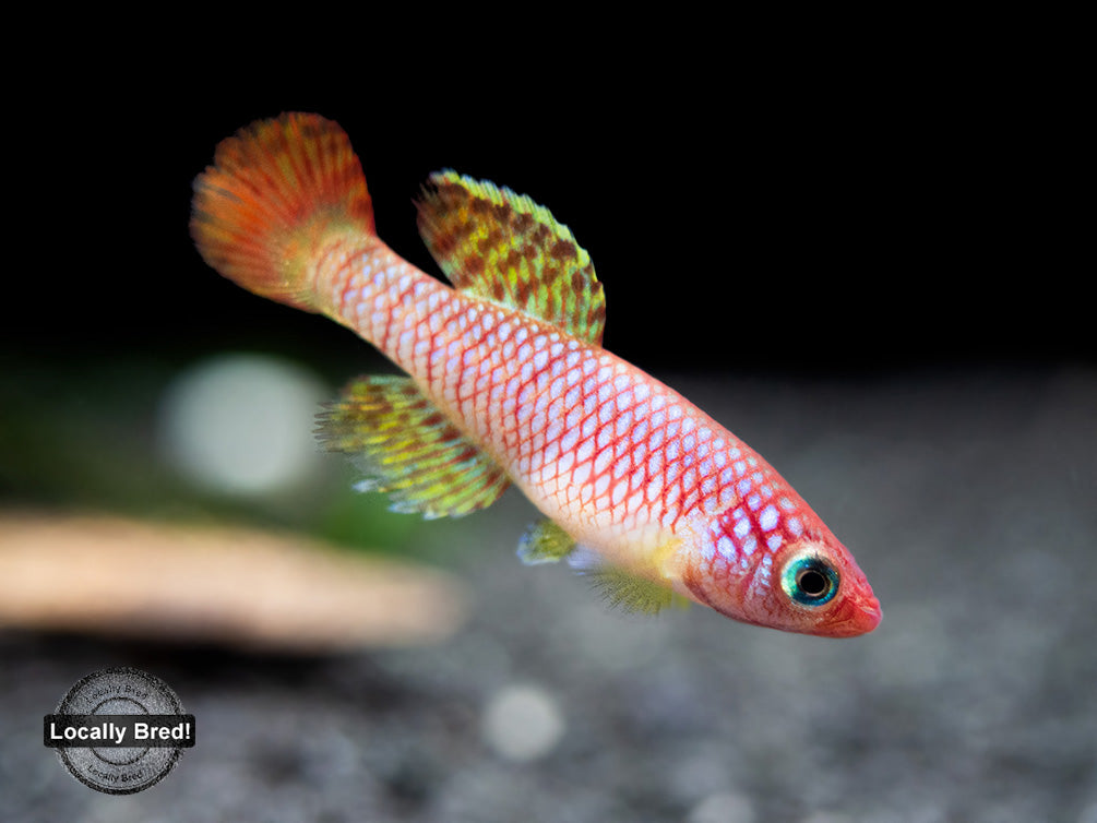 Yellow Korthaus Killifish (Nothobranchius korthausae), Locally Bred!