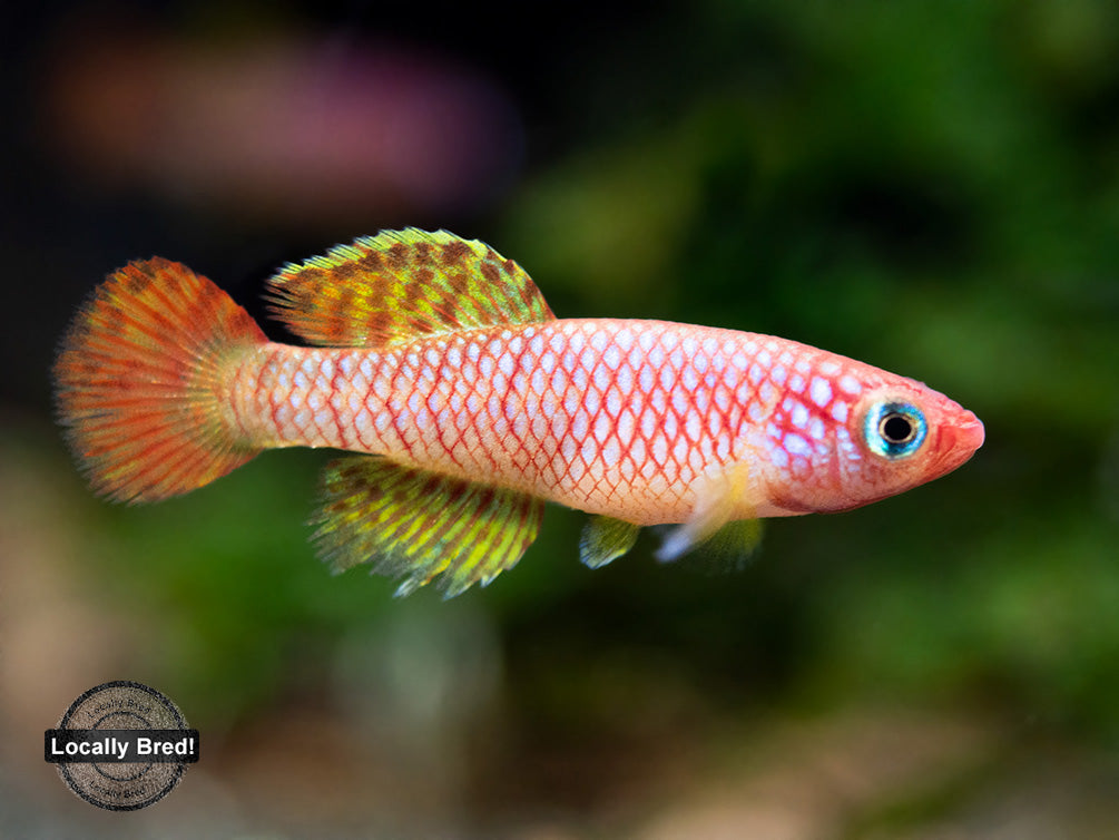 Yellow Korthaus Killifish (Nothobranchius korthausae), Locally Bred!