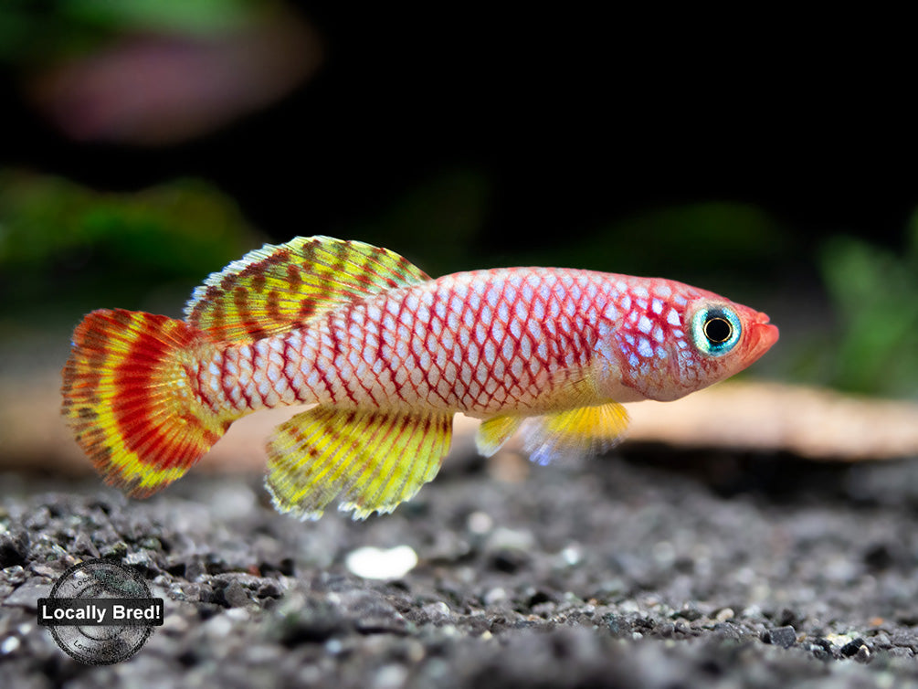 Yellow Korthaus Killifish (Nothobranchius korthausae), Locally Bred!