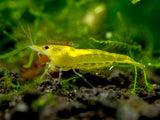 Neon Yellow Shrimp (Neocaridina davidi), Tank-Bred