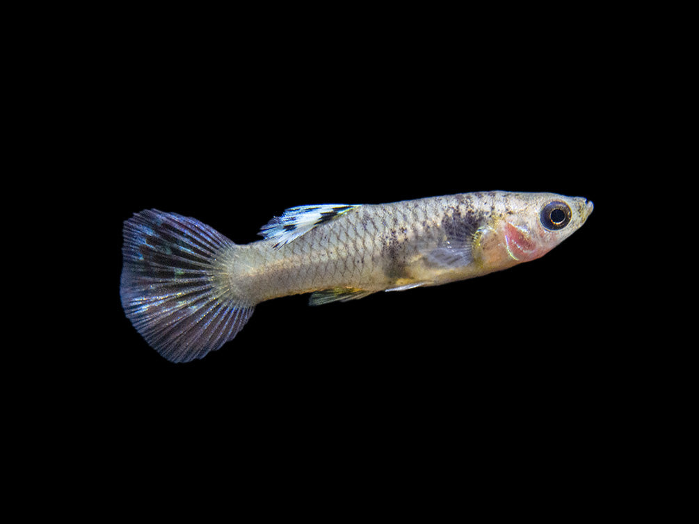 Yellow Tiger King Cobra Guppy (Poecilia reticulata), Tank-Bred!