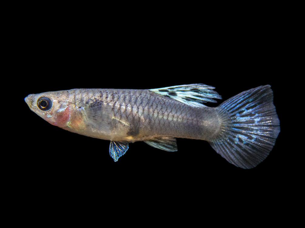 Yellow Tiger King Cobra Guppy (Poecilia reticulata), Tank-Bred!