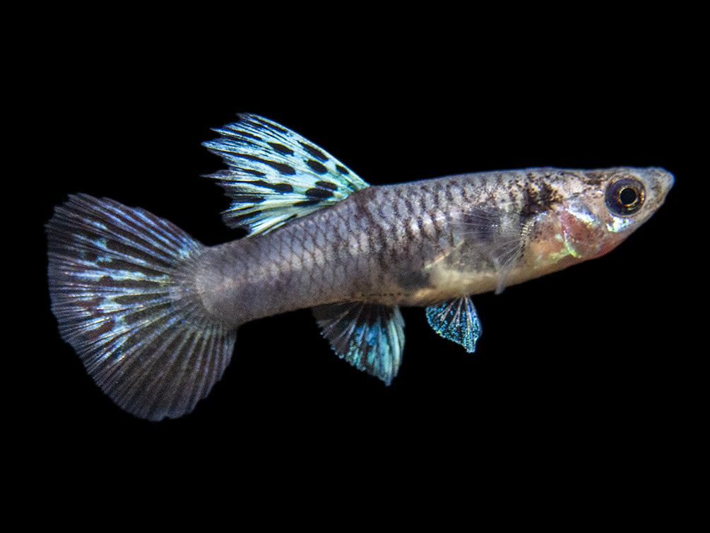 Yellow Tiger King Cobra Guppy (Poecilia reticulata), Tank-Bred!