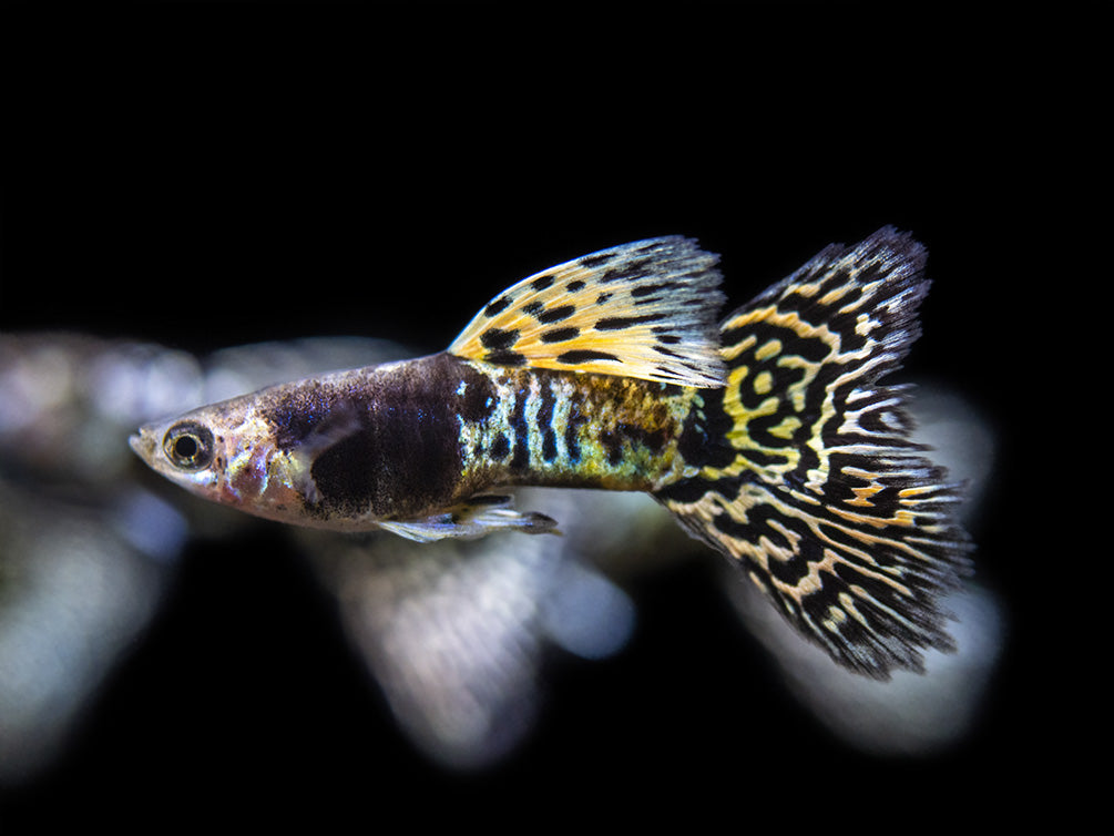 Yellow Tiger King Cobra Guppy (Poecilia reticulata), Tank-Bred!