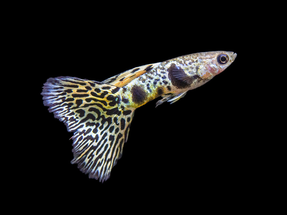 Yellow Tiger King Cobra Guppy (Poecilia reticulata), Tank-Bred!