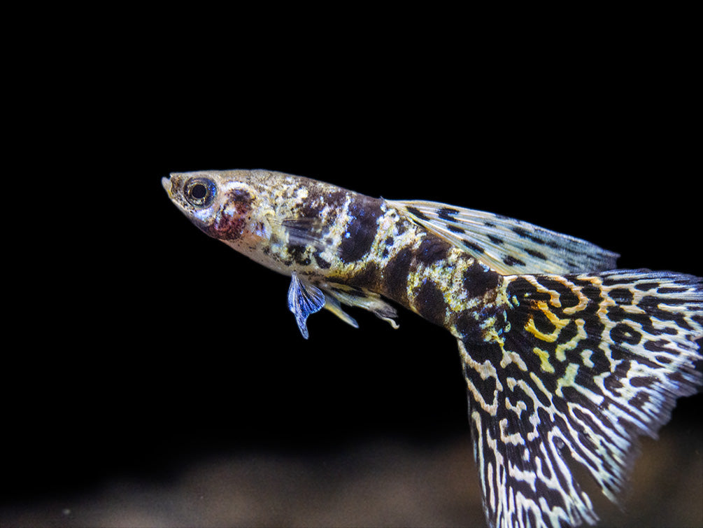 Yellow Tiger King Cobra Guppy (Poecilia reticulata), Tank-Bred!