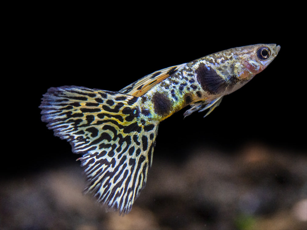 Yellow Tiger King Cobra Guppy (Poecilia reticulata), Tank-Bred!