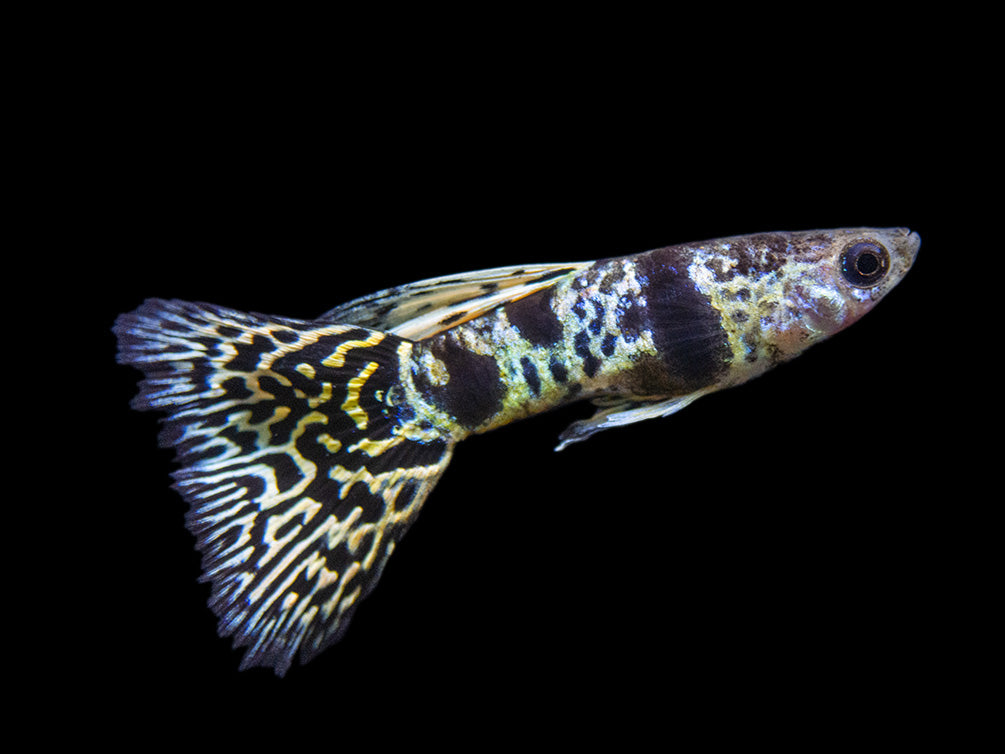 Yellow Tiger King Cobra Guppy (Poecilia reticulata), Tank-Bred!