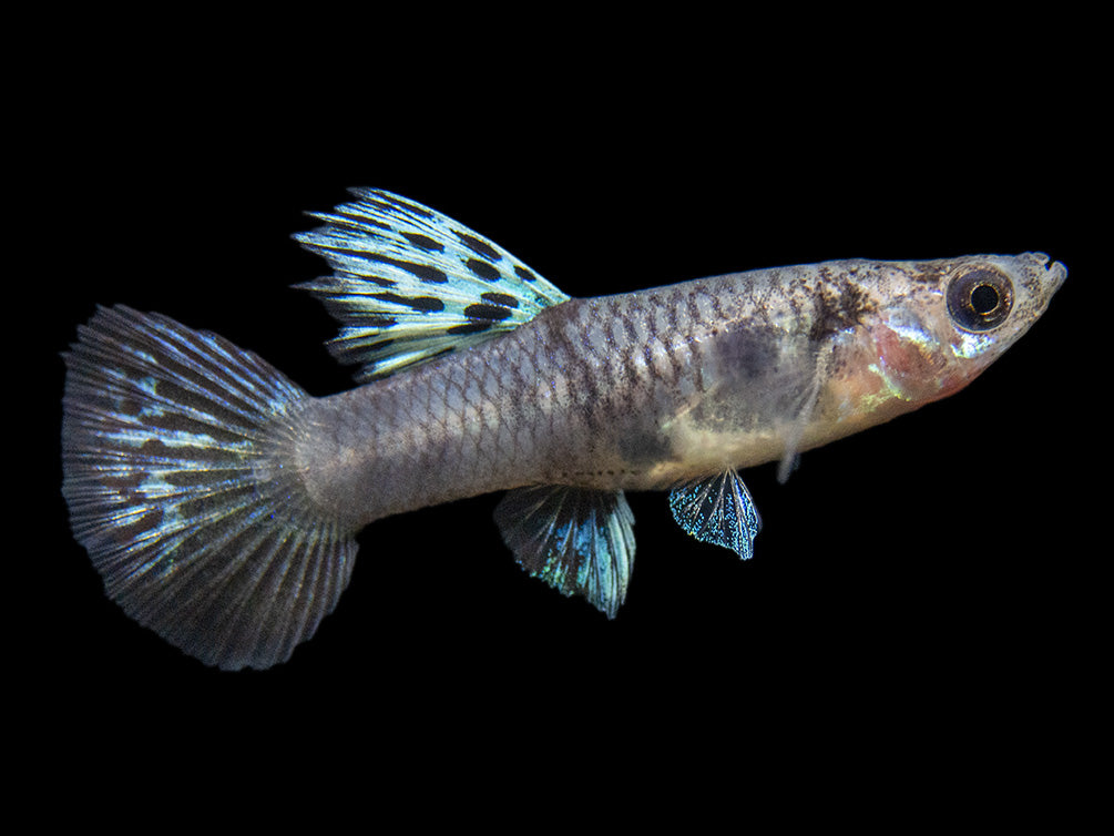 Yellow Tiger King Cobra Guppy (Poecilia reticulata), Tank-Bred!