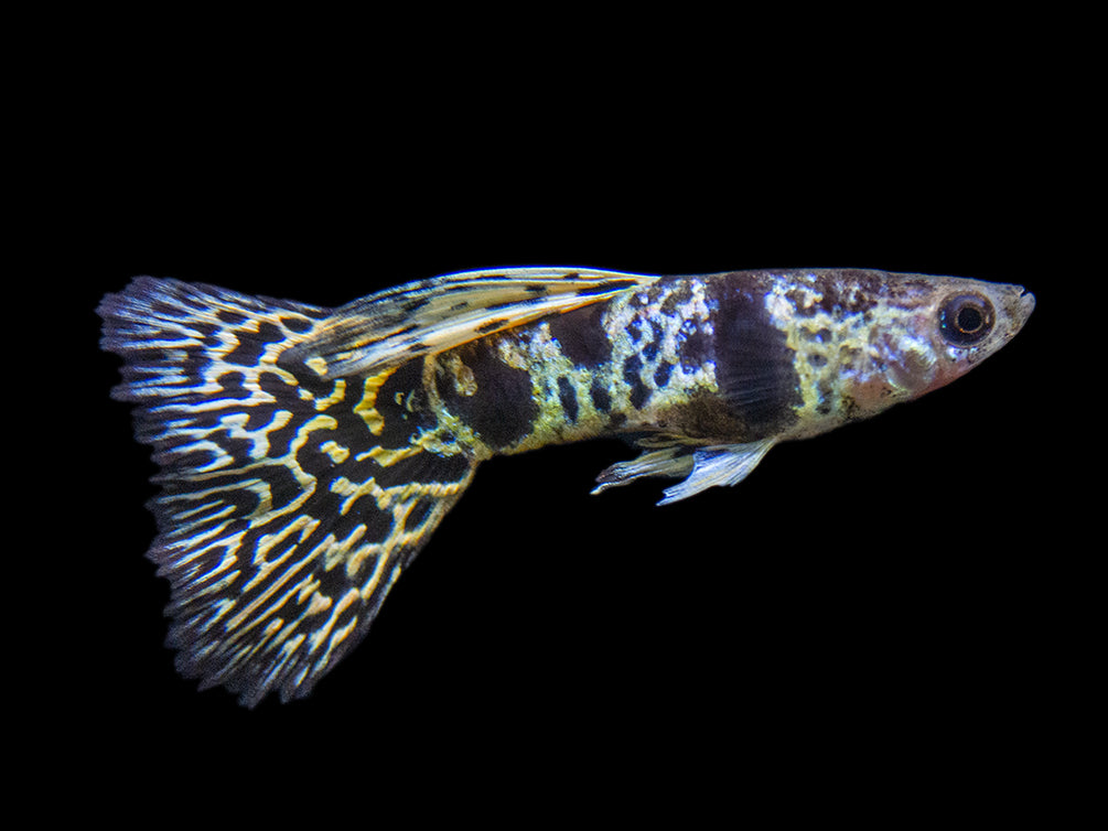 Yellow Tiger King Cobra Guppy (Poecilia reticulata), Tank-Bred!